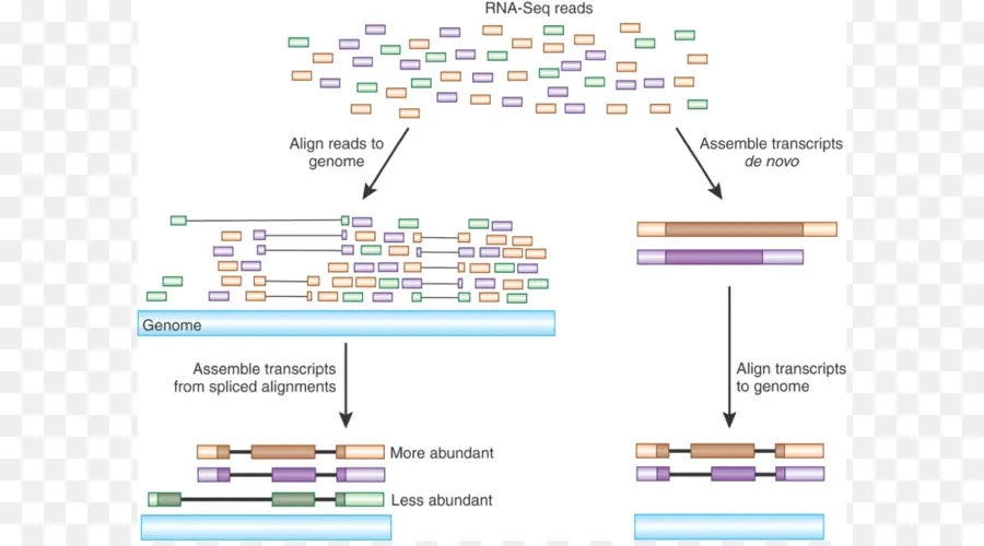 Rna Sıra Diyagramı，Genomik PNG