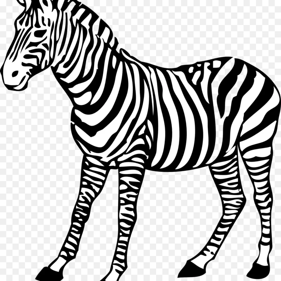 Zebra，çizgili PNG