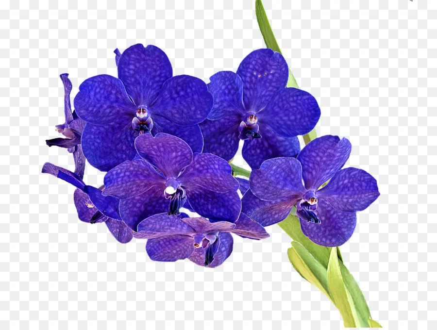 Orkide，Dendrobium Orkide PNG