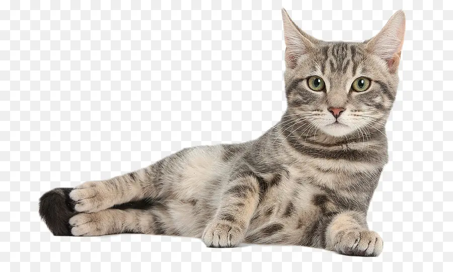 Kedi，Evcil Hayvan PNG