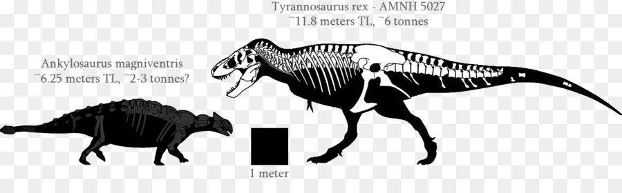 Dinozorlar，İskelet PNG