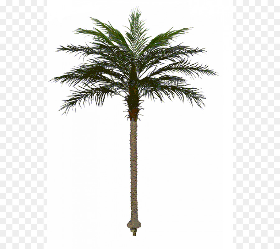 Asya Palmyra Palm，Kanarya Adası Hurma PNG