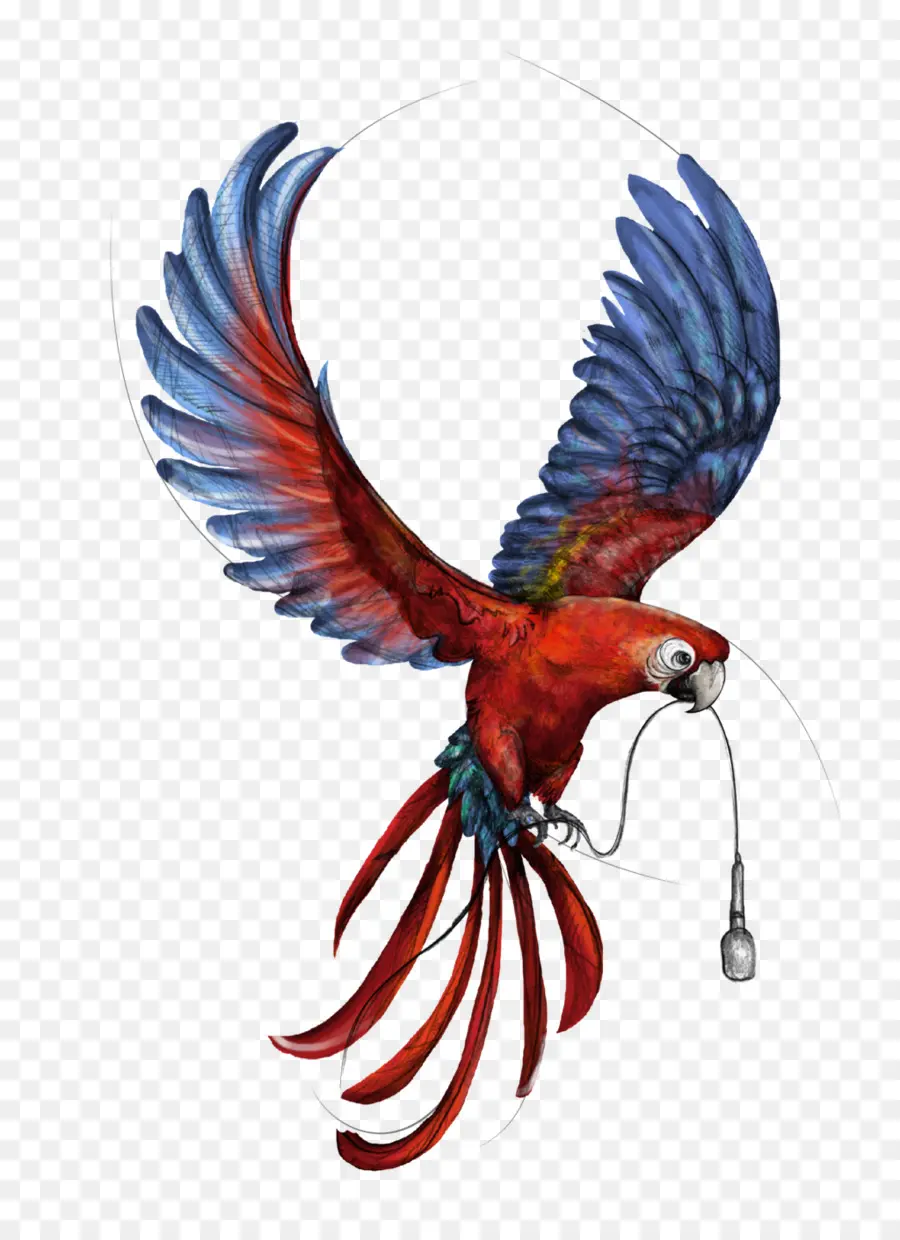 Papağan，Fauna PNG