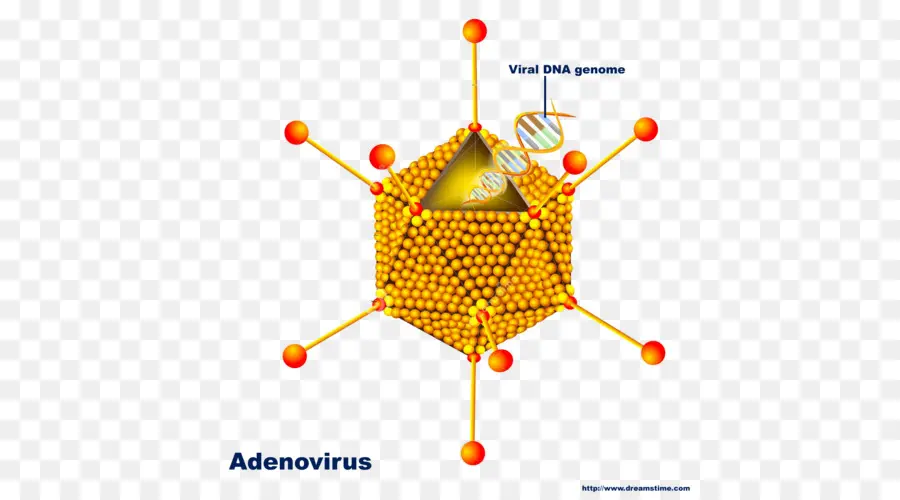 Adenovirüs，Dna PNG