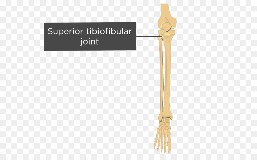 Tibiyofibular Eklemler，Üstün Bağlantı PNG