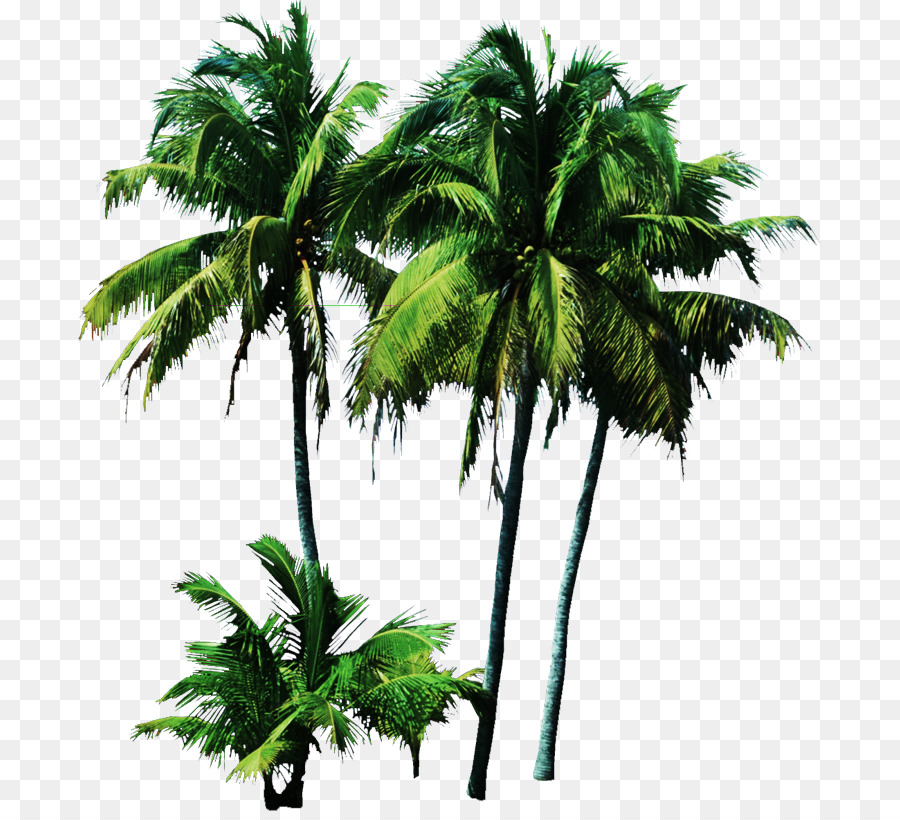Ağaç，Palmiye Ağaçları PNG