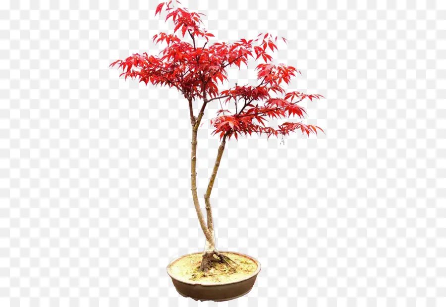 Kırmızı Bonsai Ağacı，Saksı Bitkisi PNG