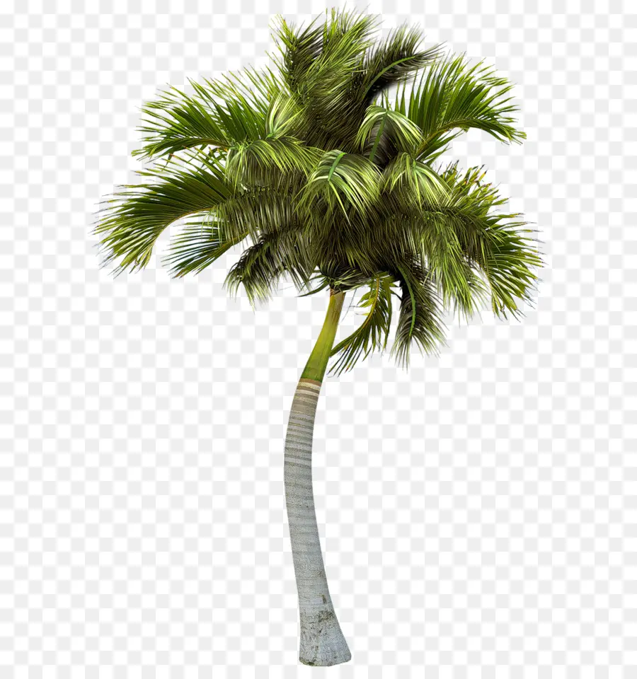 Asya Palmyra Palm，Palmiye Ağaçları PNG