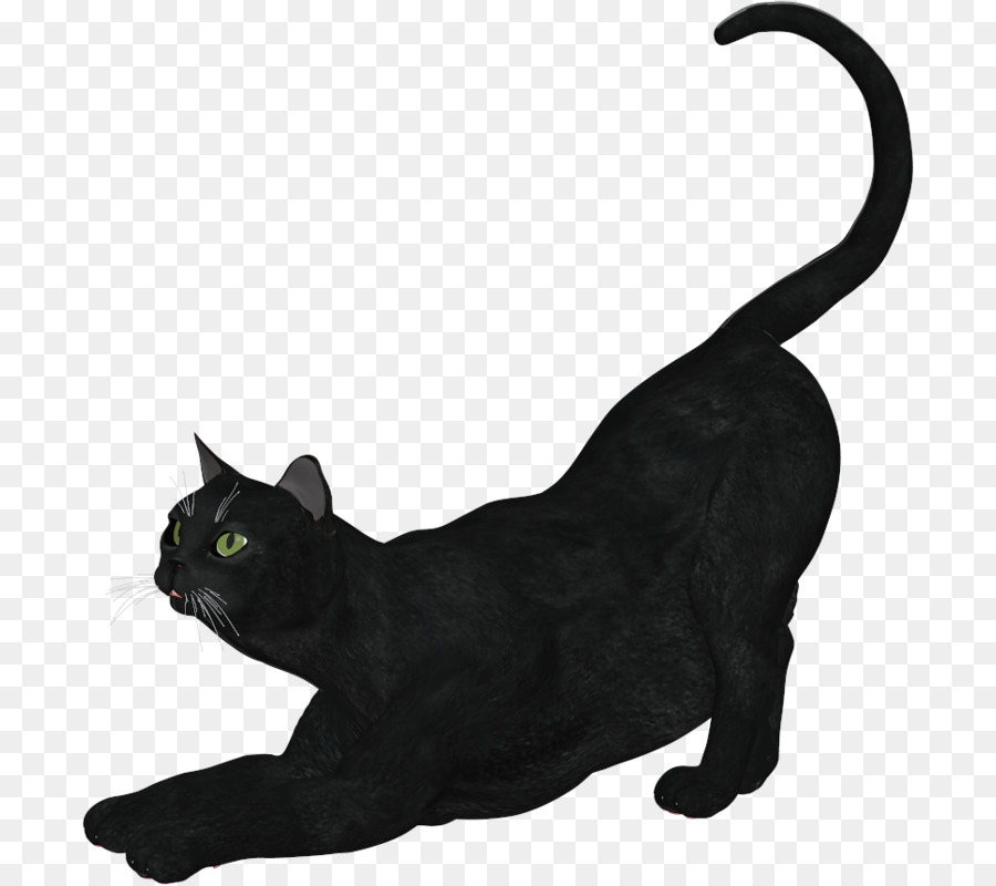 Kara Kedi，Kedi PNG