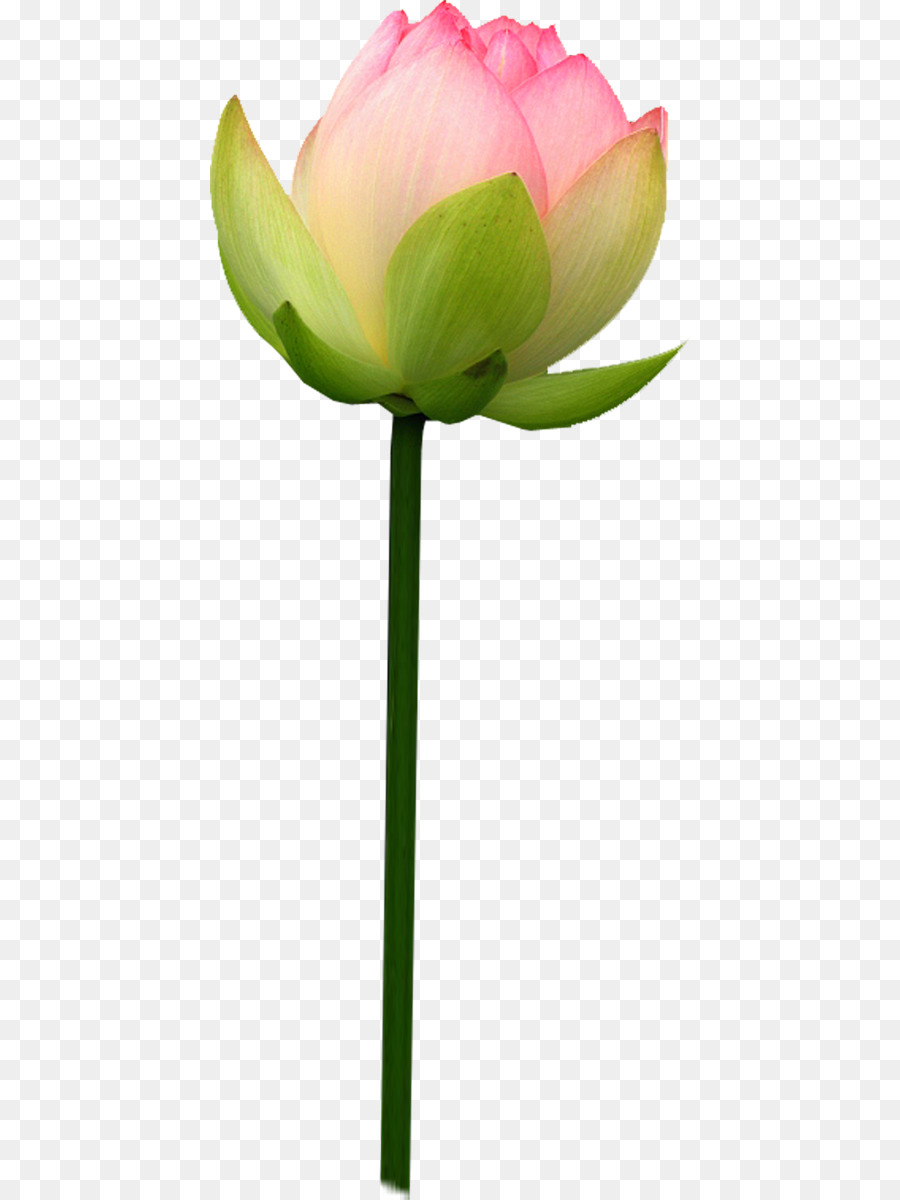 Pembe Lotus，Çiçek Açmak PNG