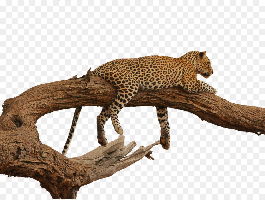 Leopar，Benekli PNG