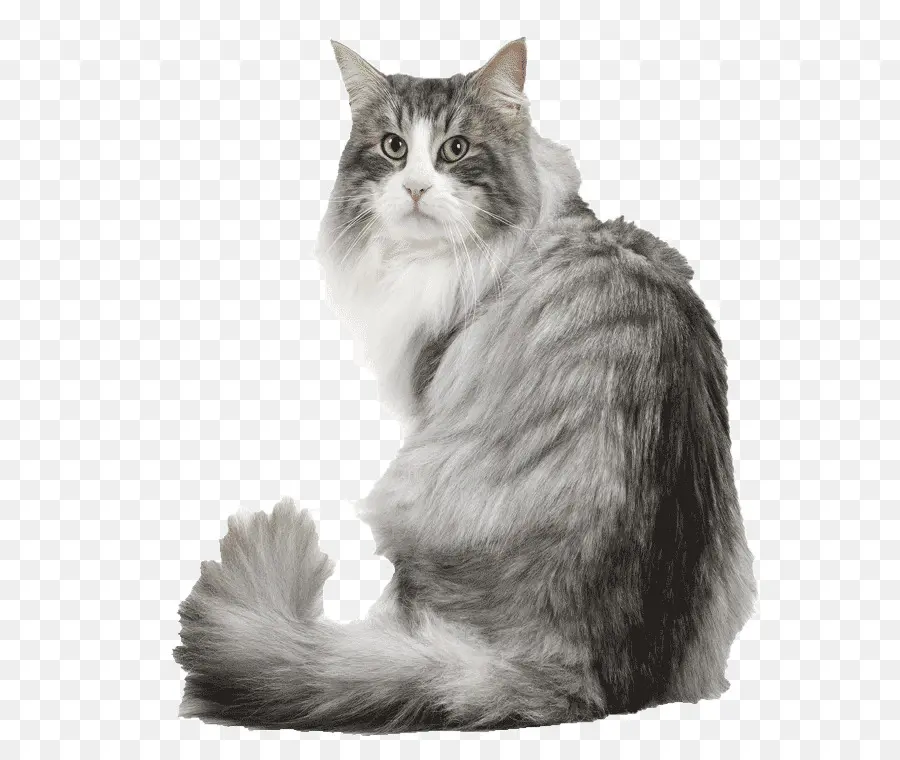 Kedi，Evcil Hayvan PNG