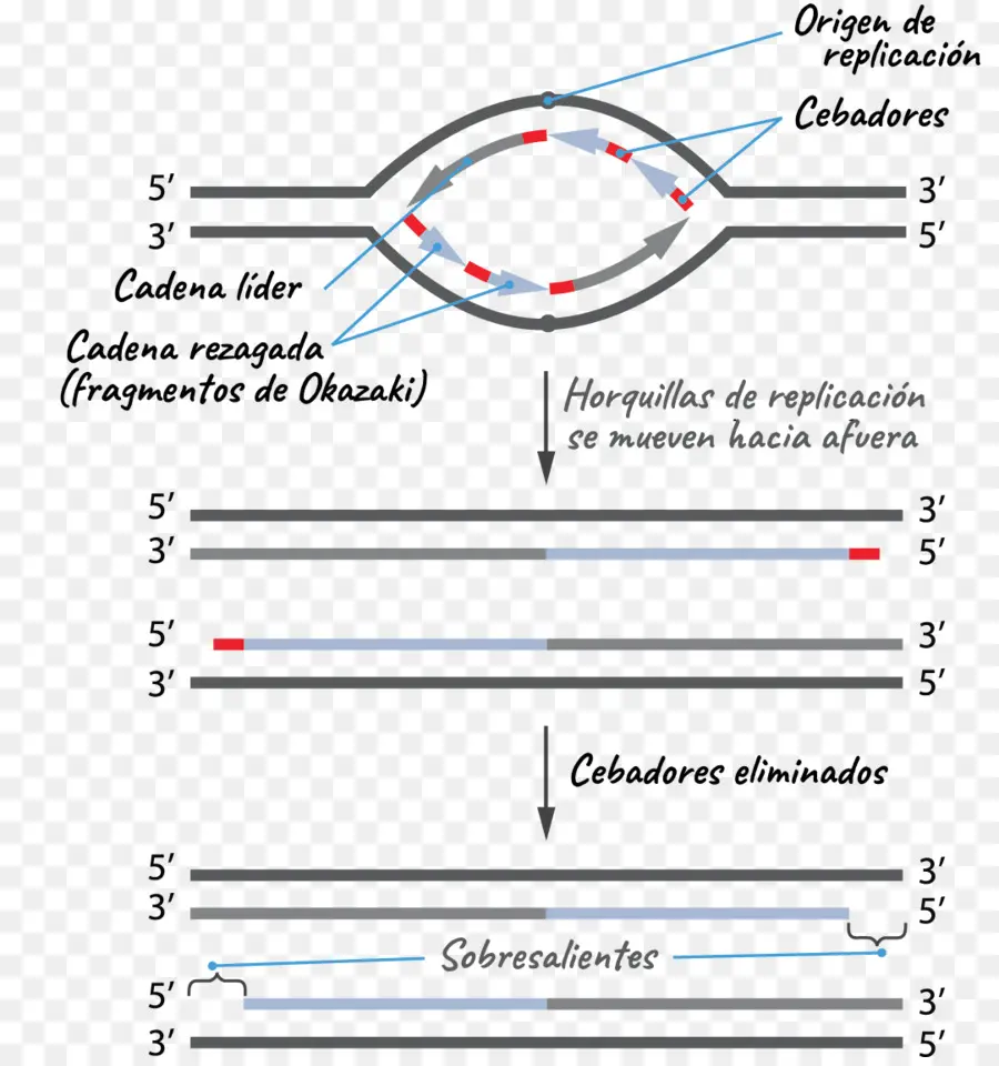 Dna Replikasyonu，Genetik PNG