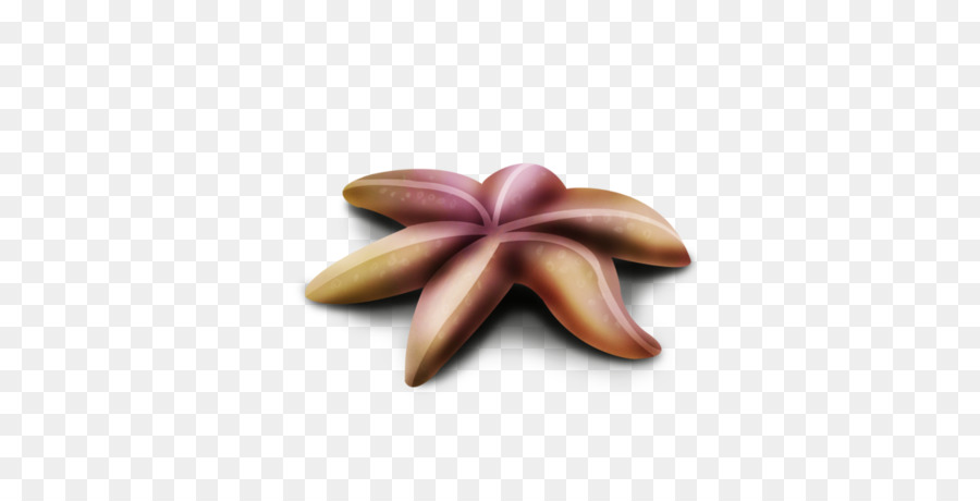 Denizyıldızı，Echinoderm PNG