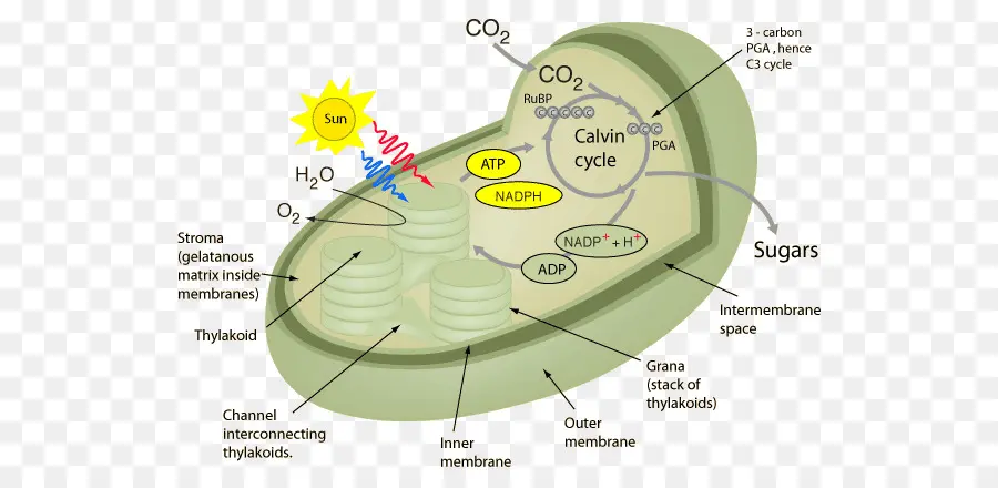 Kloroplast，Fotosentez PNG