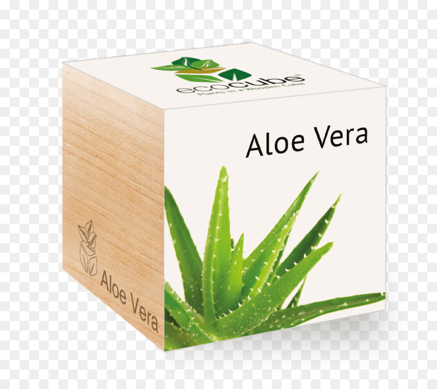 Aloe Vera，Bitkiler PNG