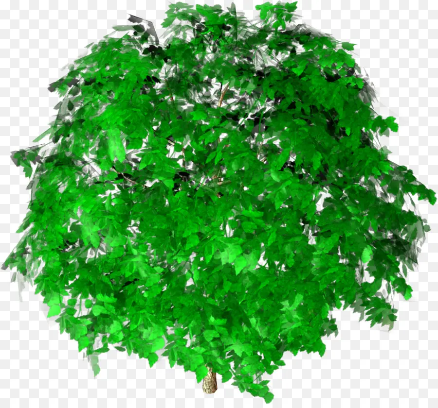 Yeşil，Çalı PNG