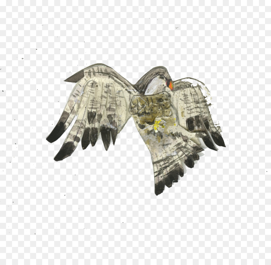 Kuş，Yırtıcı Kuş PNG