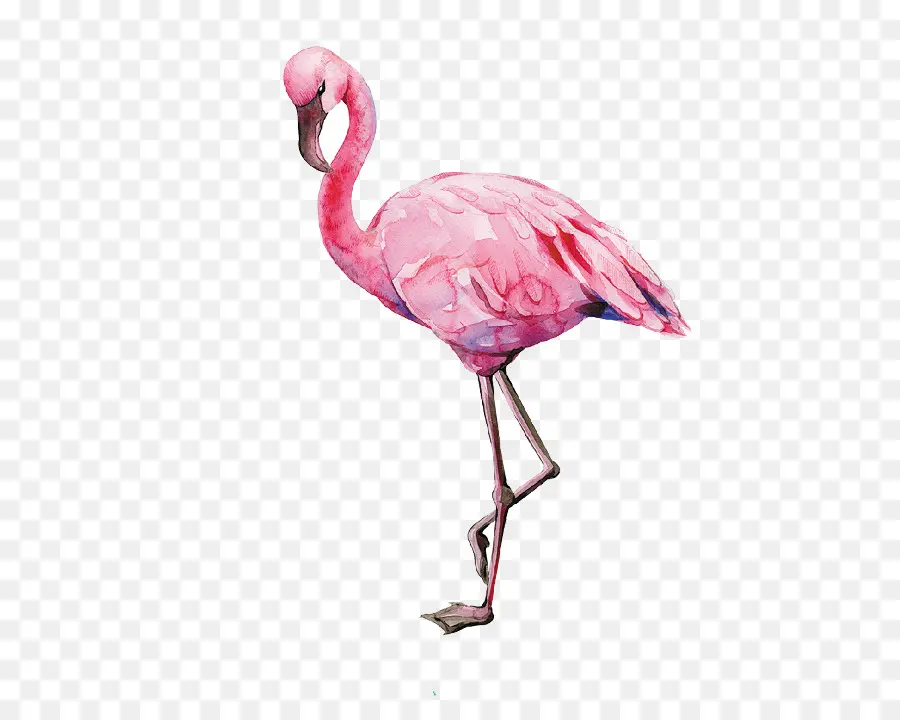 Flamingo，Kuş PNG