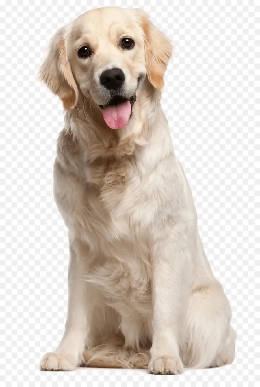 Golden Retriever，Köpek PNG