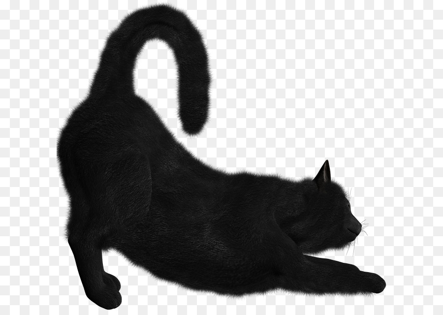 Bombay Kedi，Kedi Yavrusu PNG