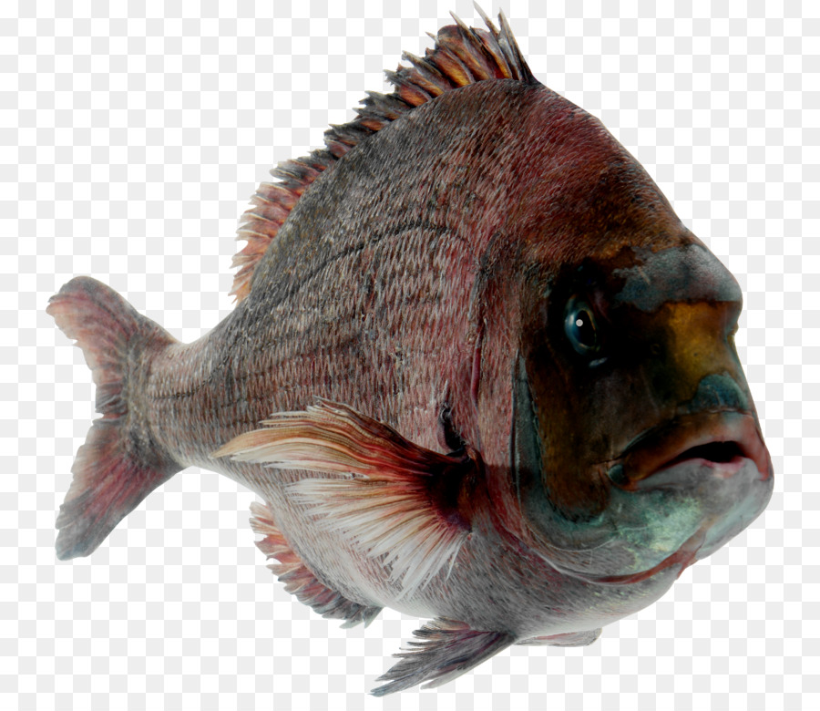 Balık，Sashimi PNG