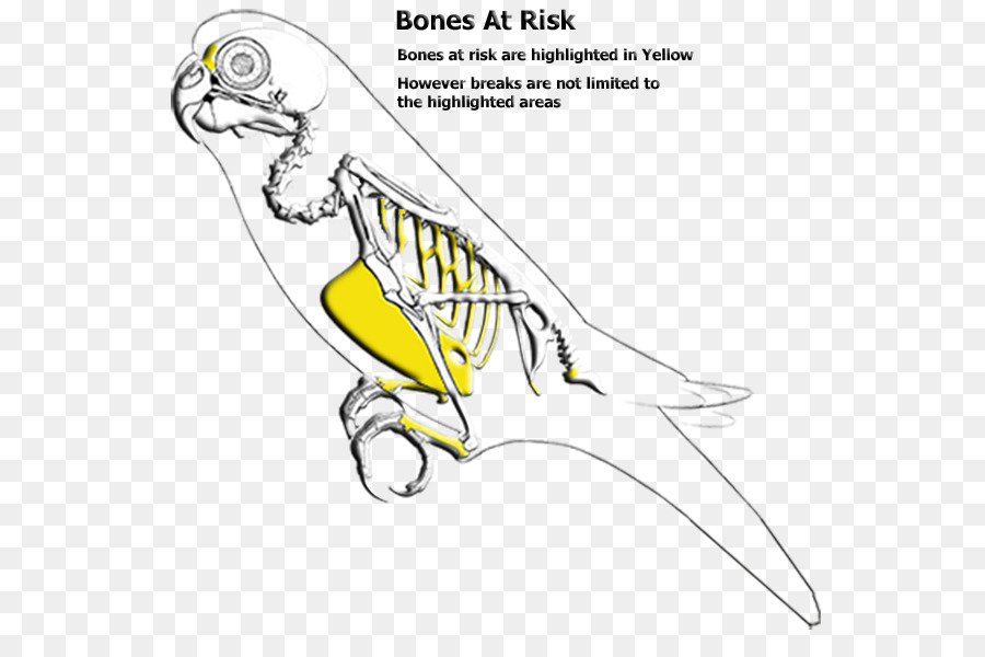 Kuş İskeleti Diyagramı，Kuş PNG