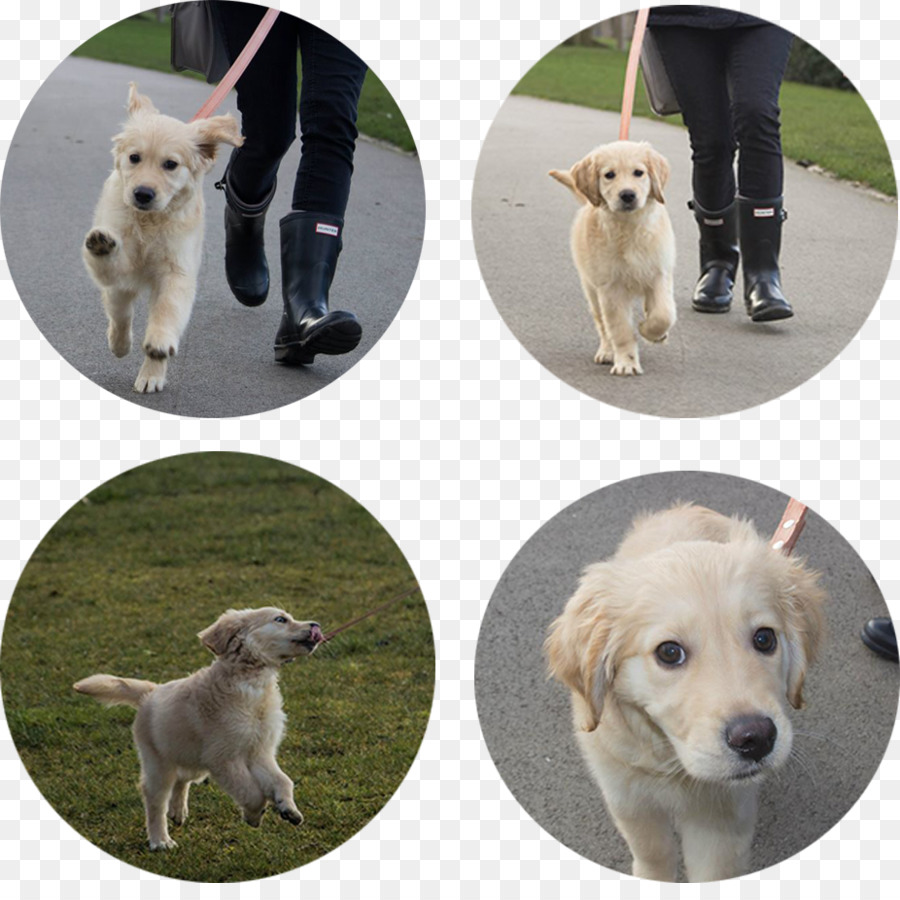 Golden Retriever，Köpek ırkı PNG