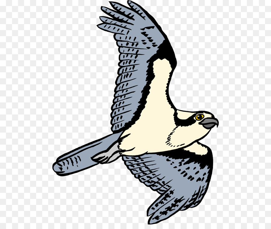Kuş，Osprey PNG