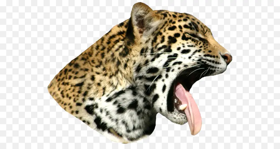 Esneyen Leopar，Büyük Kedi PNG