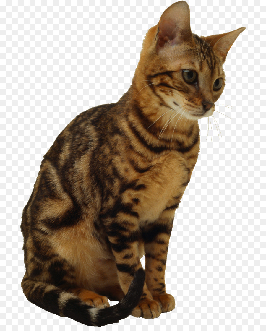 Kedi，Evcil Hayvan PNG