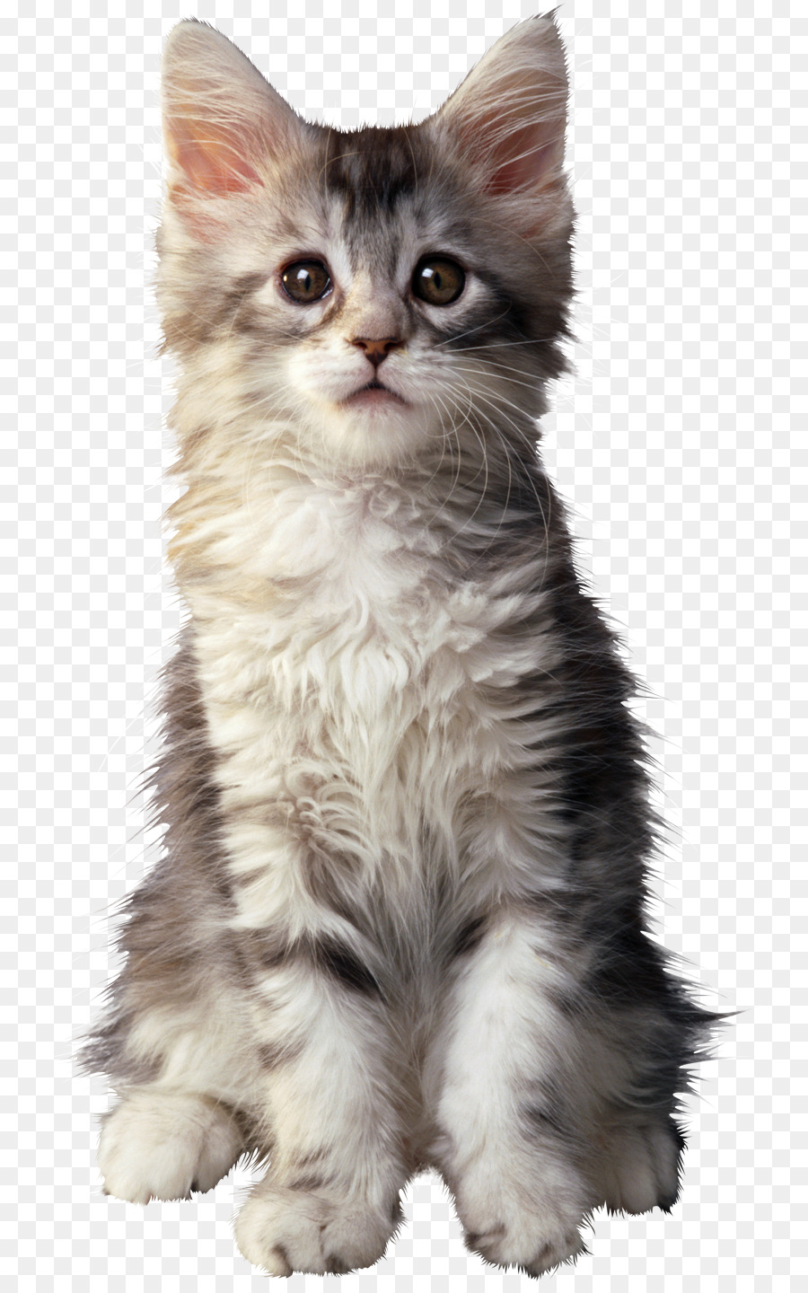 Küçük Sevimli Kedi Yavrusu，Kedi PNG