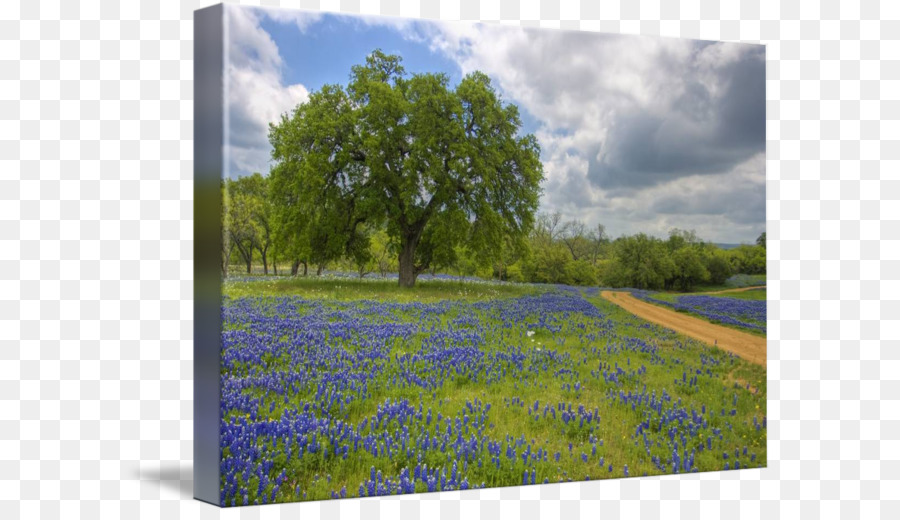 Bluebonnet，Texas Hill Country PNG