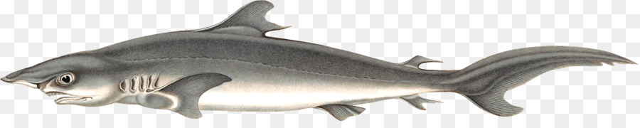 Requiem Köpekbalığı，Ipeksi Köpekbalığı PNG