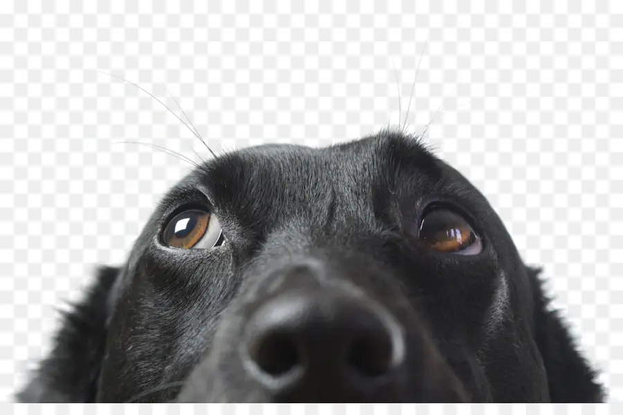 Kara Köpek，Köpek PNG