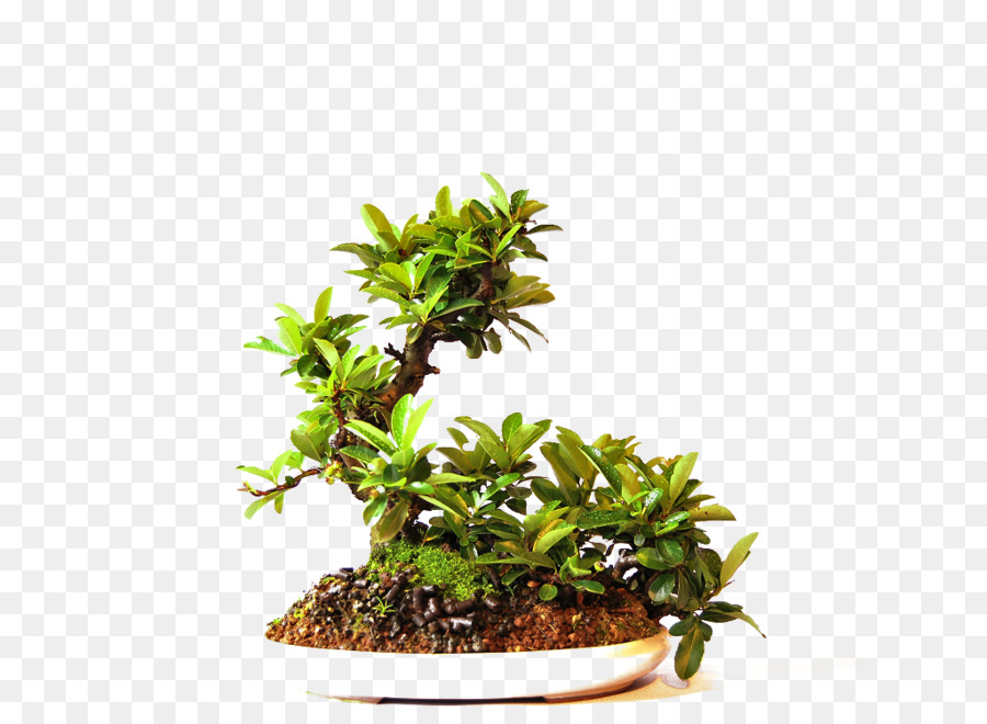 Bonsai，Ağaç PNG