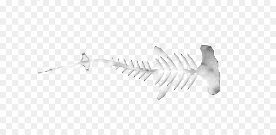 Cekic Kafali Kopek Baligi Omurgali Great Hammerhead Iskelet Kopekbaligi Iskeleti Seffaf Png Goruntusu