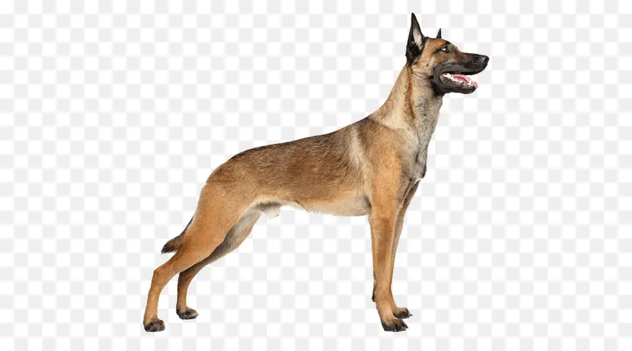 Kurt，Köpek PNG