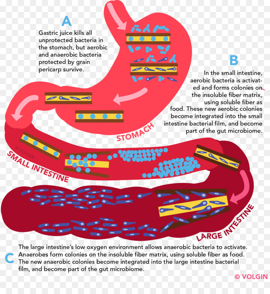 Flora Bağırsak，Gastrointestinal Sistem PNG