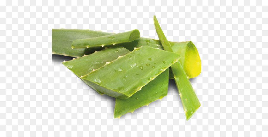 Aloe Vera，Etli PNG