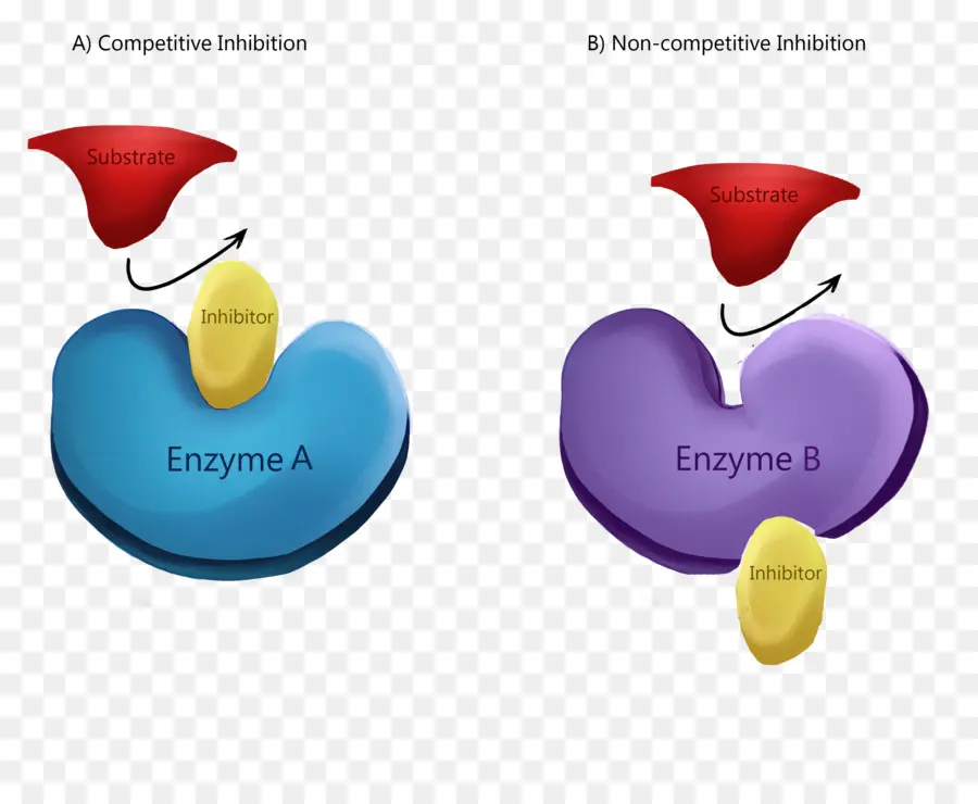 Enzim İnhibisyonu，Enzim PNG