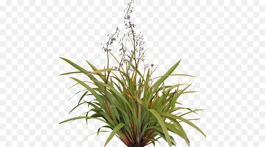 Tazmanya Flaxlily，çiçek PNG