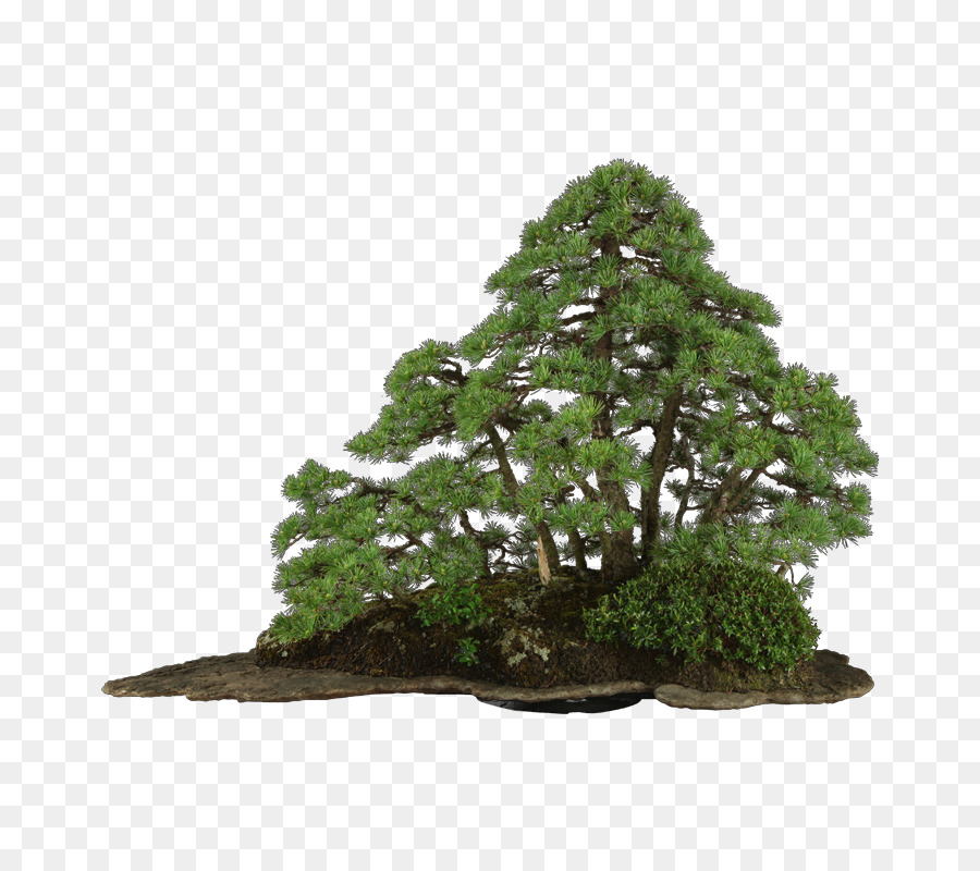 Bonsai Ağacı，Minyatür PNG