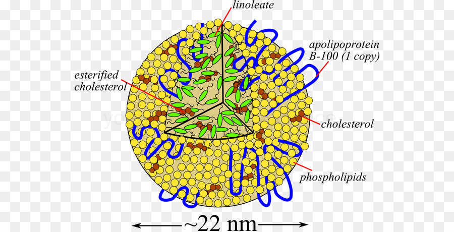 Düşük Yoğunluklu Lipoprotein，Kolesterol PNG