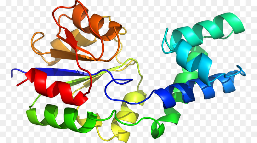 Protein Yapısı，Molekül PNG