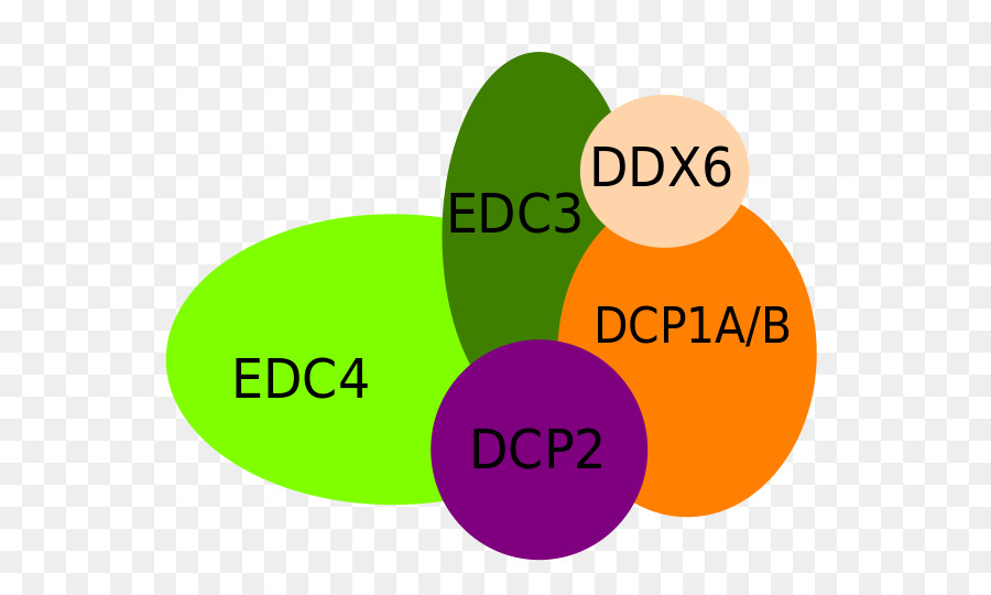 Decapping Karmaşık，Dcp1a PNG