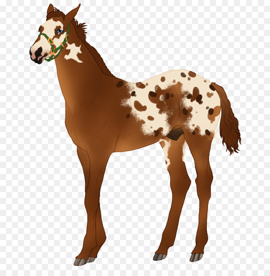 Mustang，Appaloosa PNG