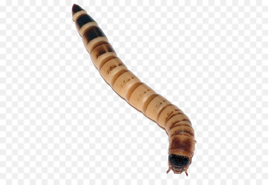 Solucan，Larva PNG