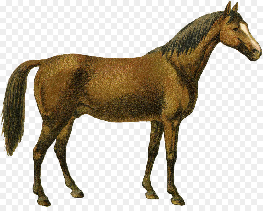 Mustang，Midilli PNG