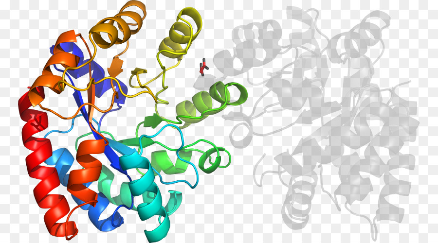 Protein Yapısı，Molekül PNG